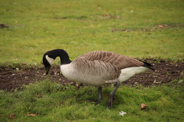 Wilde Gans im Profil