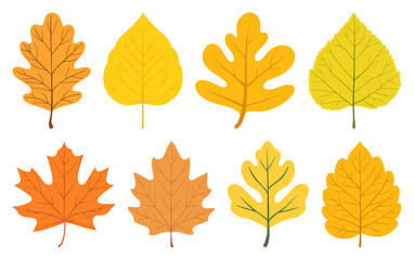 Fototapeta premium PNG Colorful autumn leaves illustration, element set on transparent background