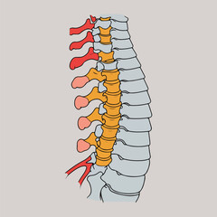 Flat Solid Color Vector for World Arthritis Day Showing Joint Pain, Mobility Exercises, Awareness Ribbon, Medical Infographic Style, Promoting Arthritis Care and Health Education