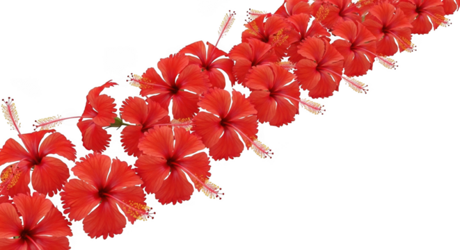 Diagonal row of vibrant red hibiscus flowers isolated on transparent background
