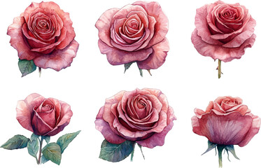Fototapeta premium set of roses isolated on white