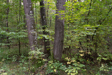 Forest scene with trees and foliage in autumn