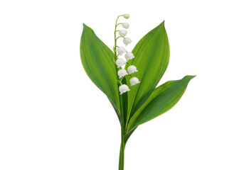 Lily of the valley isolated PNG, delicate white bell-shaped flowers with fresh green leaves on transparent background, spring floral design element