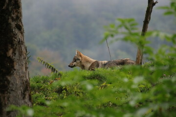 Wolf im Wald 