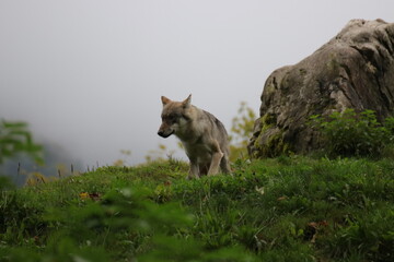 Wolf im Wald 