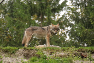 Wolf im Wald 