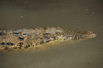 A close-up photo of a crocodile partially submerged in murky water, showing its textured scales and sharp eye. The image captures the stealth and natural behavior of this powerful reptile