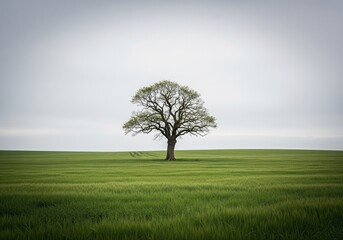 Obraz premium Lonely Tree in Vast Field 