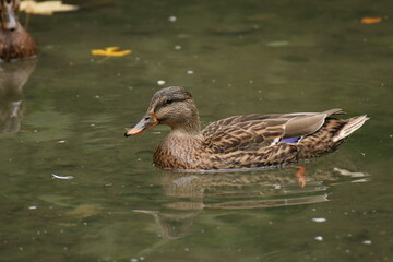 Stockente