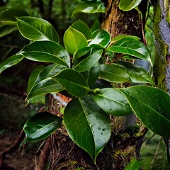 green leaves in the garden