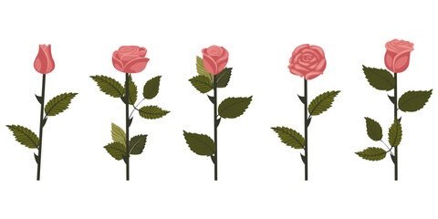 Set of dusty pink roses. Five flowers on straight even stems. Vector illustration isolated on white background.