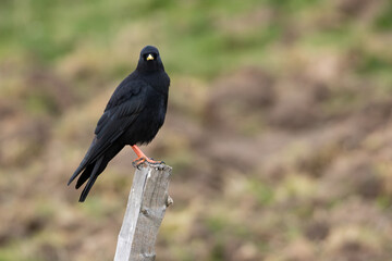 Portrait rapproché d’un Chocard à bec jaune (Pyrrhocorax graculus) posé sur un piquet en bois