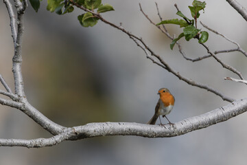 Rouge-gorge posé sur une branche grise sur fond uni