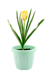 Yellow tulip flower in a green pot isolated on white background, close-up, high sharpness and detail