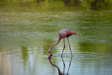 pink flamingo in water