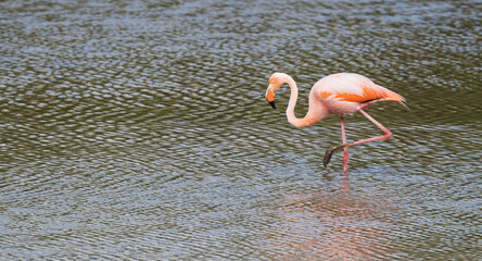 flamingo in the water