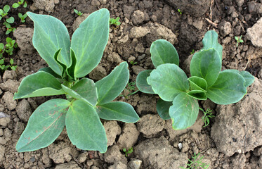 Horse bean (Vicia faba) grows in the soil
