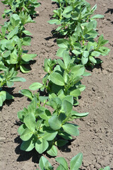 Horse bean (Vicia faba) grows in the soil