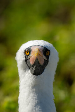 Nazca booby face