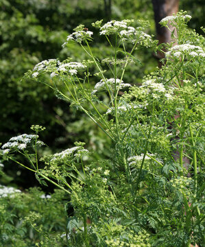 The poisonous plant Conium maculatum grows in nature