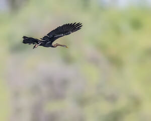A Oriental Darter