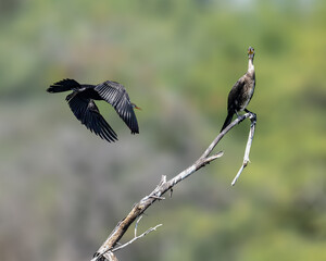 A Oriental Darter