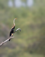 A Oriental Darter