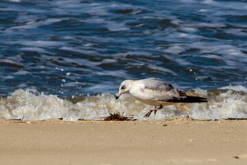 Seagull searching for food along the sandy beach by the ocean waves at midday