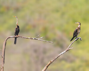 A Oriental Darter