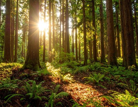 Sunlight streams through a lush forest