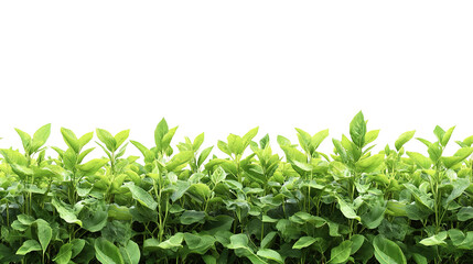 Obraz premium Border of green plants growing in neat rows forming a border on a transparent background