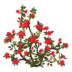 Tall bush with blooming red roses. Vector illustration isolated on white background.