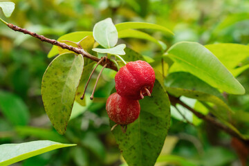 赤く熟したピタンガの果実