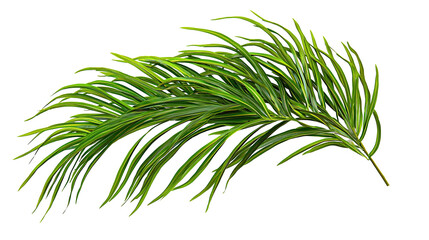 Fototapeta premium Lush and fresh green palm tree branches isolated on transparent