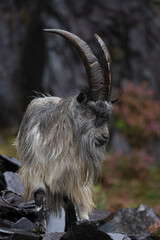 British Primitive Goat (Capra hircus) in Disused Slate Quarry in Snowdonia