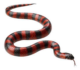 Fototapeta premium Striped Red and Black Snake Extended in Motion, Top View, isolated on transparent background
