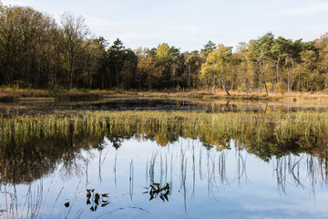 beautiful pond surrounded by trees in the nature area Dwingeler Veld in autumn