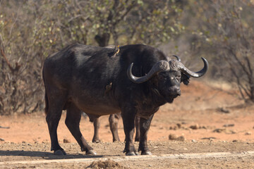 Obraz premium Cape Buffalo (Syncerus caffer) by a water trough. Taken in Kruger National Park, South Africa.