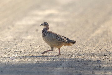 Crested Francolin (Ortygornis sephaena) crossing the road. Taken in Kruger National Park, South Africa.