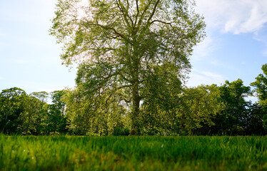 Fototapeta premium A scenic view of a large tree surrounded by green grass and smaller greenery, under a sunny blue sky. The tranquil setting conveys peace and abundant nature.