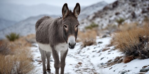 Desert wildlife, a wild burro, enduring the harsh winter conditions. 