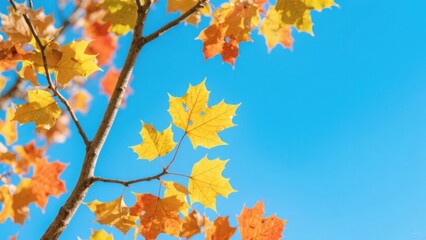 Fototapeta premium Autumn Maple Leaves Against Blue Sky