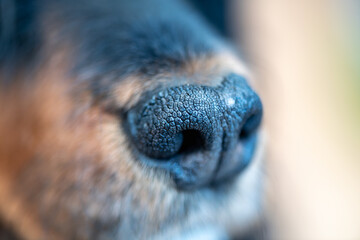A close up of the black nose of a black and tan cocker spaniel, showing the details of the nasal planum.
