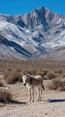 Winter scene in desert featuring a wild burro against the dramatic, snow-dusted desert landscape.