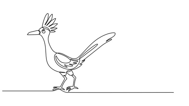 roadrunner bird animation continuous one line drawing, Full length one line animation. 4K, Animated self drawing of continuous line draw roadrunner bird. One line drawing animation with alpha channel.
