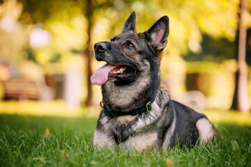 Portrait of a happy lying working gray german shepherd dog