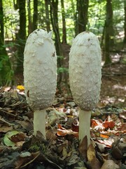 Pair of Coprinus comatus fungus in a forest