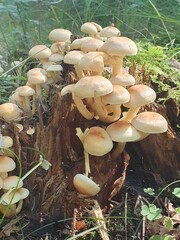 Group Hypholoma fungus growing on dead wood in a forest