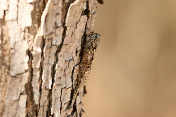 photo of the cicada on the tree