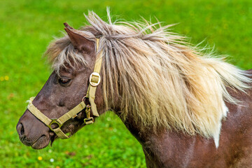 Pferd - Pony - Horse - Bauernhof - reiten